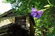 22  Campanula selvatica (Campanula trachelium) alla Baita Ronchi